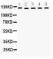 Anti-DDB1 Picoband Antibody