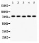 Anti-EED Picoband Antibody