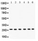 Anti-EIF6 Picoband Antibody
