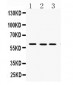 Anti-FMO3 Picoband Antibody