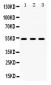 Anti-5HT2A Receptor Picoband Antibody