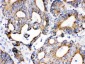 Anti-IDH2 Picoband Antibody