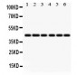 Anti-IDO1 Picoband Antibody