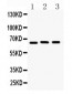 Anti-Lamin B1 Picoband Antibody