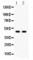 Anti-SOX4 Picoband Antibody