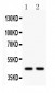 Anti-Wnt3 Picoband Antibody