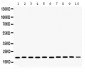 Anti-Cofilin Picoband Antibody