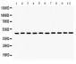 Anti-Flotillin 2 Picoband Antibody