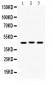 Anti-Connexin 45/GJA7 Picoband Antibody