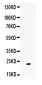 Anti-Gremlin 1 Picoband Antibody