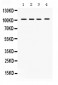 Anti-HDAC7 Picoband Antibody