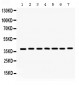 Anti-HDAC11 Picoband Antibody