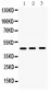 Anti-Hex Picoband Antibody