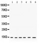 Anti-HINT1 Picoband Antibody