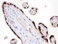 Anti-HMG4 Picoband Antibody
