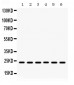 Anti-HMG4 Picoband Antibody