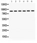 Anti-Hsp90 Alpha Picoband Antibody