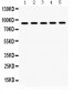 Anti-Hsp90 Beta Picoband Antibody
