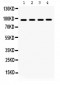 Anti-GRP94 Picoband Antibody