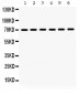 Anti-Hsp70 Picoband Antibody