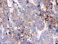 Anti-GRP78 BiP Picoband Antibody