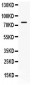 Anti-GRP78 BiP Picoband Antibody