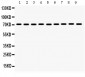 Anti-Hsc70 Picoband Antibody