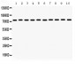 Anti-Grp75 Picoband Antibody