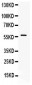 Anti-Ikaros Picoband Antibody