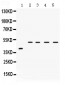 Anti-IRF2 Picoband Antibody