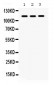 Anti-ITGA2B Picoband Antibody