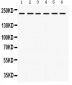 Anti-Integrin Alpha 4 Picoband Antibody