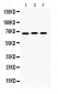 Anti-KCNA5 Picoband Antibody