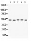 Anti-Galectin 8 Picoband Antibody