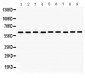 Anti-MAOB Picoband Antibody