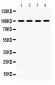 Anti-MAPK6 Picoband Antibody