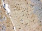 Anti-NDRG2 Picoband Antibody