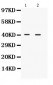 Anti-NDRG2 Picoband Antibody