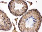 Anti-S100 Alpha 6 Picoband Antibody