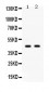 Anti-AIM2 Picoband Antibody