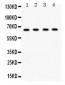 Anti-FE65 Picoband Antibody