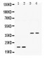 Anti-BMP-2 Antibody