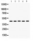 Anti-BMP-4 Antibody