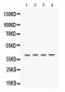 Anti-CSNK1A1 Picoband Antibody