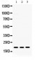 Anti-CXCL9 Antibody