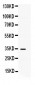 Anti-CXCL10/IP-10 Antibody