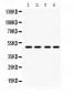 Anti-PAR2 Picoband Antibody