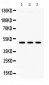 Anti-Tissue factor/F3 Antibody