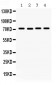 Anti-FMRP Picoband Antibody