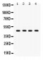 Anti-GJC2 Picoband Antibody